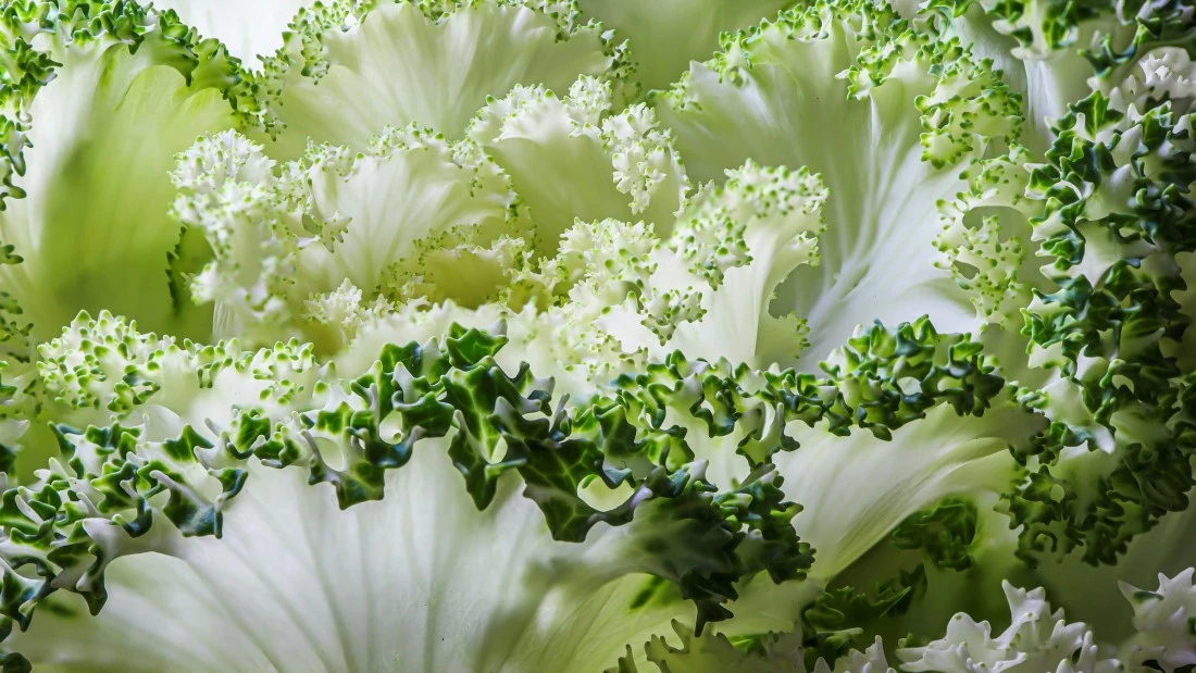 1. 1. STYLEUP_GUIDE_HEALTH_AND_BEAUTY_TIPS_ALL_ABOUT_MAGNESIUM_Green_Leafy_Vegetables_Like_Lettuce_Are_Rich_In_Magnesium.jpg